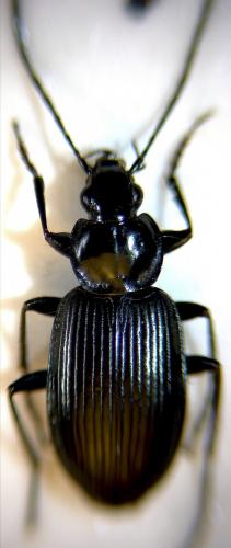 Réf. 273 684 : Agonum afrum